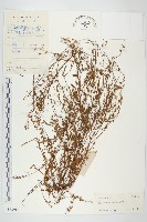 土丁桂藏品圖，第1張