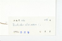 土丁桂藏品圖，第3張