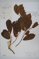 土壇樹藏品圖，第1張