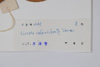 刺果紫玉盤藏品圖，第2張