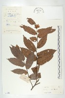 毛柿藏品圖，第1張