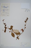 牛眼睛，錫蘭山柑，馬來西亞山柑，槌果藤藏品圖，第1張