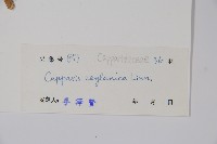 牛眼睛，錫蘭山柑，馬來西亞山柑，槌果藤藏品圖，第2張