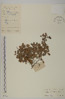 北仲, 刺裸實藏品圖，第1張