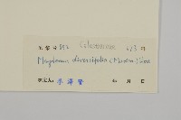 北仲, 刺裸實藏品圖，第3張