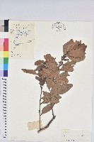 銀柴藏品圖，第1張