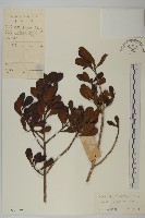 欖李藏品圖，第1張