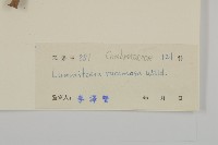 欖李藏品圖，第3張