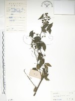 飛龍掌血藏品圖，第1張