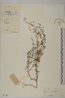 白鼓釘藏品圖，第1張