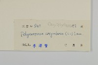 白鼓釘藏品圖，第3張