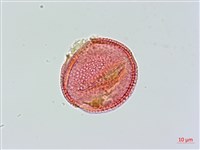 登錄號:S033947藏品圖，第2張