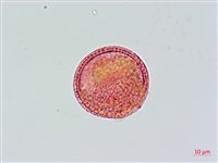 登錄號:S033947藏品圖，第3張