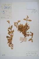 假千日紅藏品圖，第1張