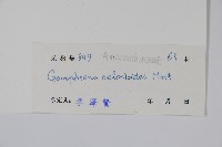 假千日紅藏品圖，第2張