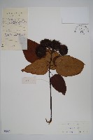 臙脂樹藏品圖，第1張