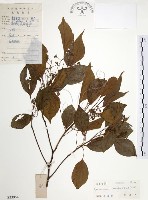 樟樹藏品圖，第1張