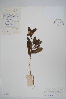 白長春花藏品圖，第1張