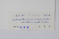 白長春花藏品圖，第2張