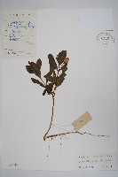 長春花藏品圖，第1張