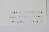 長春花藏品圖，第2張