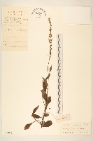 一枝黃花藏品圖，第1張