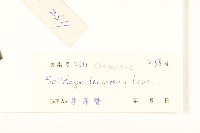 一枝黃花藏品圖，第3張