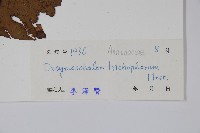 皂帽花藏品圖，第2張