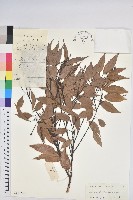 桂林栲藏品圖，第1張