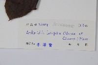 闊葉獼猴桃藏品圖，第2張