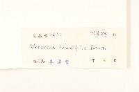 茄葉斑鳩菊藏品圖，第3張