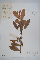 暗羅、雞爪樹藏品圖，第1張