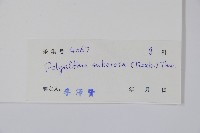 暗羅、雞爪樹藏品圖，第2張