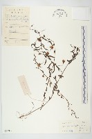 登錄號:S033997藏品圖，第1張