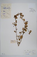 小葉厚殼樹、基及樹藏品圖，第1張