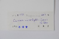 小葉厚殼樹、基及樹藏品圖，第2張