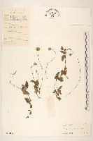 長柄菊藏品圖，第1張