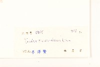 長柄菊藏品圖，第3張