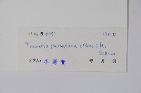 黃花夾竹桃藏品圖，第2張