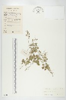 碎米薺藏品圖，第1張