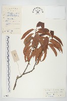 單葉豆藏品圖，第1張