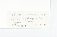 單葉豆藏品圖，第3張