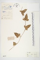 豬菜藤藏品圖，第1張