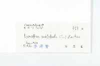 豬菜藤藏品圖，第3張