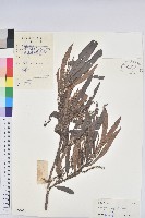 水楊梅、水柳仔藏品圖，第1張