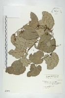 芋葉括樓藏品圖，第1張