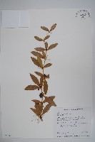 臺灣小蘗藏品圖，第1張