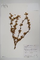 玉山小蘗藏品圖，第1張