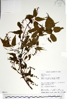 尖葉槭藏品圖，第1張