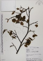 臺灣紅榨槭藏品圖，第1張